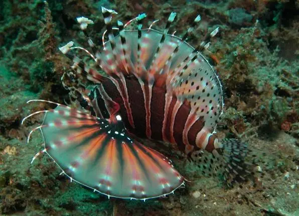 Dværg dragefisk (Dendrochirus zebra)